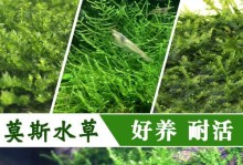 如何养护长长的莫丝（全方位指南，让你的莫丝更美丽）