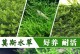 如何养护长长的莫丝（全方位指南，让你的莫丝更美丽）