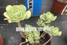 桃美人老桩的养护与造型剪裁技巧（精细化管理，打造别样风情）