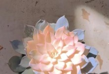 蓝石莲开花后的处理方法（让蓝石莲更加健康绽放）