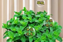 盆栽薄荷的移植技巧（打造自家薄荷园，享受清新香气）