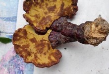 野生灵芝最优产地探究（探寻野生灵芝生长环境和品质特点，寻找最好的产地）