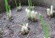 水花生种植指南（选择合适的月份，让水花生生长茁壮）