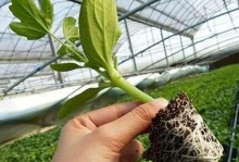 西瓜苗盆栽的方法与技巧（掌握种植关键，轻松种出美味西瓜）
