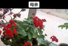 探索花卉繁殖的秘密（养花新手必读的繁殖指南）
