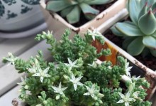 薄雪万年草的养殖技巧（打造漂亮的薄雪万年草花园）