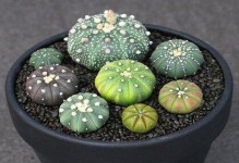 如何正确浇水给星兜？（掌握浇水频率，让星兜成长茁壮）