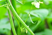 绿豆，一种营养丰富的草本植物（研究绿豆的生长、特性和应用价值）