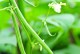 绿豆，一种营养丰富的草本植物（研究绿豆的生长、特性和应用价值）