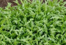 六月种菜指南（掌握6月栽种蔬菜的方法，轻松收获丰盛果实）