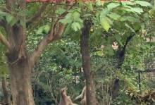袋鼠花的养殖方法和注意事项（打造精美庭院，从袋鼠花开始）