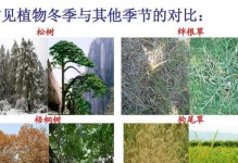 松树的冬季生存之道（如何保护松树度过寒冷的冬天）