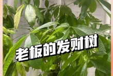 发财树浇水过量怎么处理？（遇到发财树过水情况，该怎么救？）