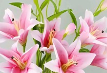 百合花的花期和花语（了解百合花的开花时间和寓意）