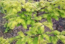 探究菊花的裸子植物身份（菊花属于裸子植物，解析其生长特征和分类标准）