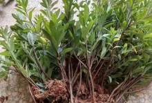 杜鹃花的养殖方法和注意事项（打造美丽园林的必备技巧）
