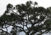 松树的生长环境与特点（探究松树生长的自然条件和独特之处）