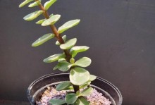 如何正确修剪八仙花（方法与注意事项，让八仙花更美）