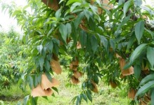 黄桃种植全程详解（黄桃开花、结果和成熟周期，种植技巧和注意事项）