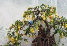 金雀花盆景的养护指南（如何让金雀花盆景健康成长？）