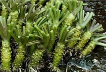 芥末的种子及其用途（探究芥末植物的种子及制成的调味品）