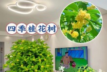 一年四季开花的神奇之树——桂花树（探秘桂花树开花的奥秘）