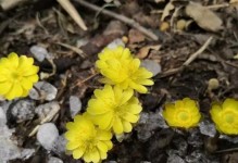 冰凌花生长特点及栽培技巧（探究冰凌花生的生长环境和养护方法，让你轻松种出丰收之果）