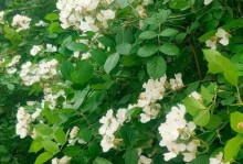 多菌灵与牡丹花——探究是否适用
