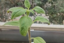 向日葵种植全指南（几月份种最合适？种植技巧？养护方法？花期如何延长？）