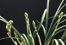 惠兰花茎发黄的原因及处理方法（教你解决惠兰花茎发黄的困扰）