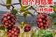 黑老虎适合种植的地方（种植黑老虎需要注意的问题）