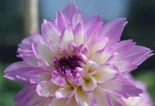 大丽花的开花周期（多久开花一次？如何延长开花期？）