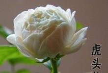 虎头茉莉的养殖方法（快速掌握虎头茉莉的生长技巧）