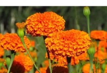 瓜叶菊的播种时间与方法（如何正确播种瓜叶菊，保证花期最佳？）