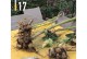 冬天养护大丽花的秘诀（让你的盆栽大丽花在寒冷的冬季绽放光彩）
