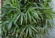 棕竹枯叶的处理方法及利用价值（棕竹枯叶处理方法研究与可持续利用探讨）