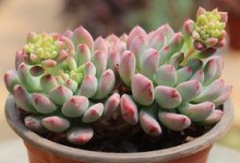 蓝苹果多肉养殖全攻略（打造独特的蓝色缤纷植物，从选苗到养护一网打尽！）