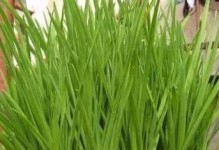 蒜苗的生长过程与特点（探秘蒜苗的神奇之处）