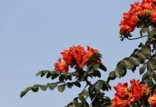 揭秘百合花序类型——总状花序的特点和分类（百合花的花序类型及其演变史）