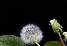 蒲公英叶子的形状及特点（揭秘蒲公英叶子的奥秘）