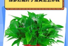 绿萝为什么会发黄的原因及处理方法（探索绿萝发黄的背后原因，教你科学养护）