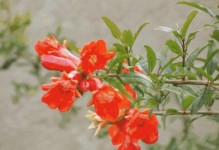 石榴花的奇妙变化（探秘石榴花结成石榴的过程与奥秘）