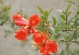 石榴花的奇妙变化（探秘石榴花结成石榴的过程与奥秘）