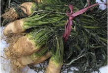 大头菜是什么植物？（探究大头菜的外形和特征。）