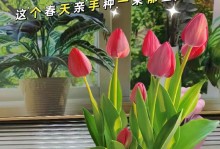 郁金香养护全攻略（从选择品种到施肥，这些技巧让你不再害怕养郁金香）