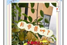 月季叶子黄了有黑斑，怎么办？（识别叶子问题、提供有效的治疗方法）