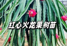 种植火龙果必须知道的土壤条件（如何选择适合火龙果生长的土壤？火龙果种植所需土壤的关键特点）