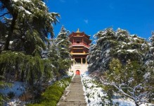 揭秘雪松——南京市的市树（从历史、特征、生态到文化，全面解读雪松在南京的地位和价值）