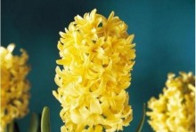重生之花（探寻重生主题下的花语）