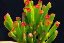旺财花卉大揭秘——十种以旺财为主题的盆栽花卉（从“旺气”到“财运”一一解析这些花卉为何备受喜爱）